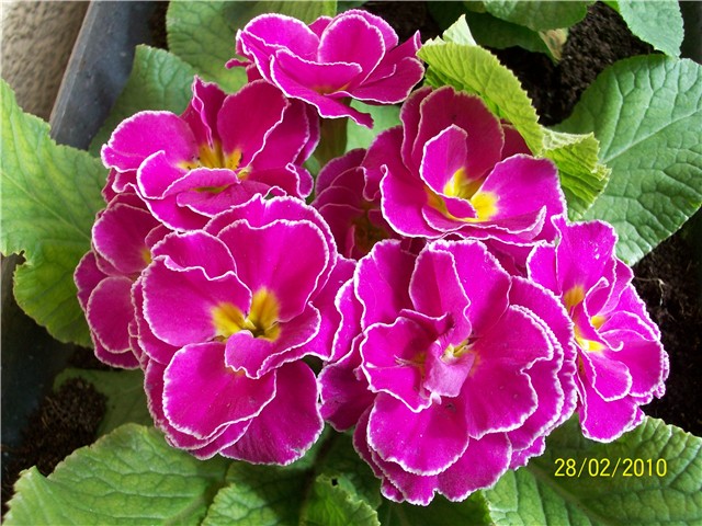 jaglac - lat. primula vulgaris 